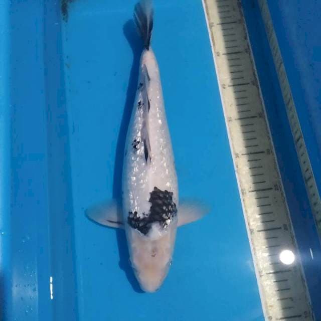 Ginrin38cm
