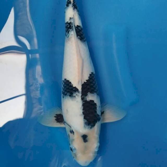 Subaki 35cm male