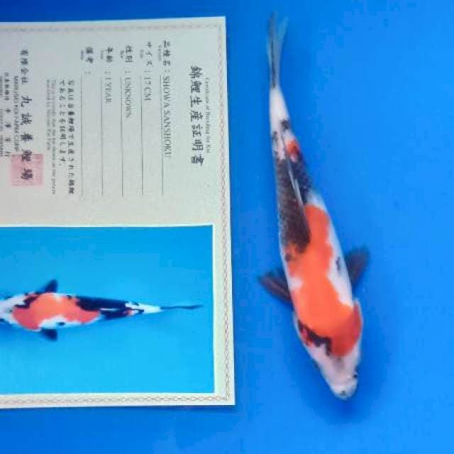 Showa import marusei