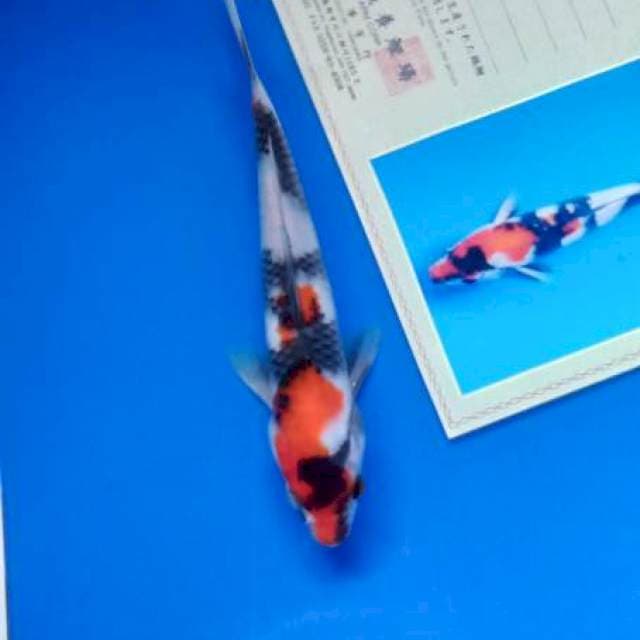 Showa import serty