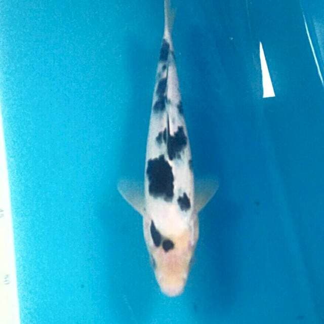 Bekko 24 cm