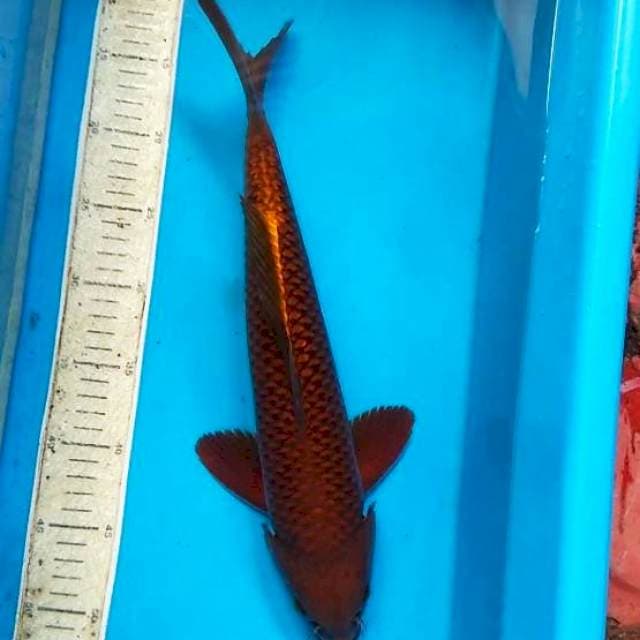 Cagoi Tembaga 40cm