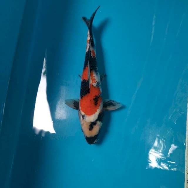Bozhu Showa 29cm Female