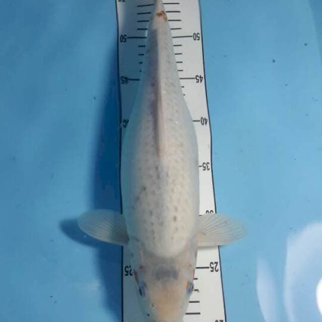 narumi asagi 38 cm