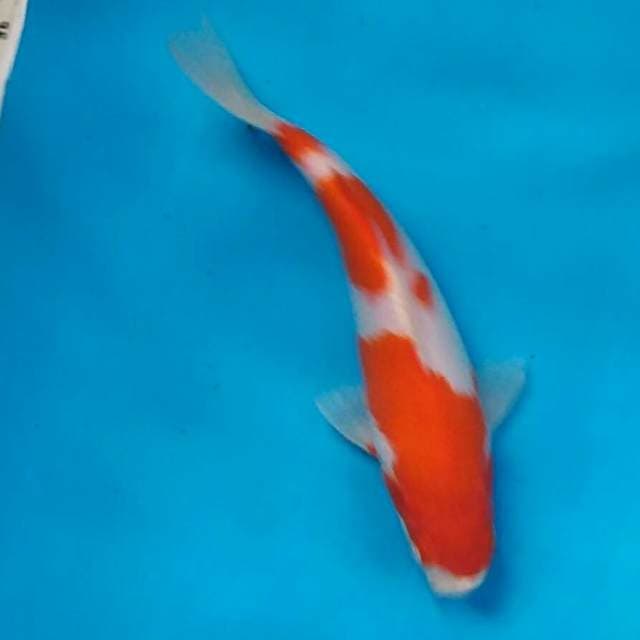 Kohaku
