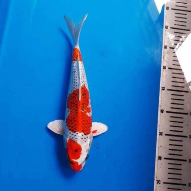M.KUJAKU HOT 34 CM