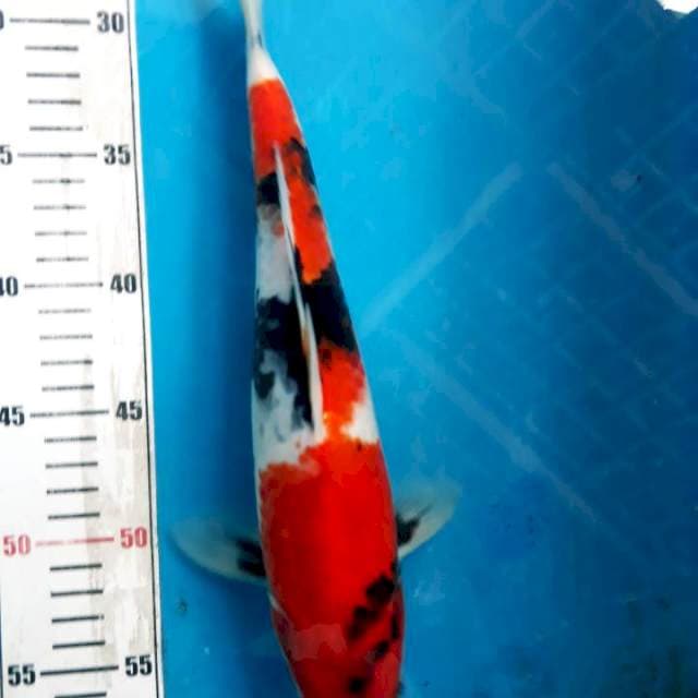 Sowa32cm 