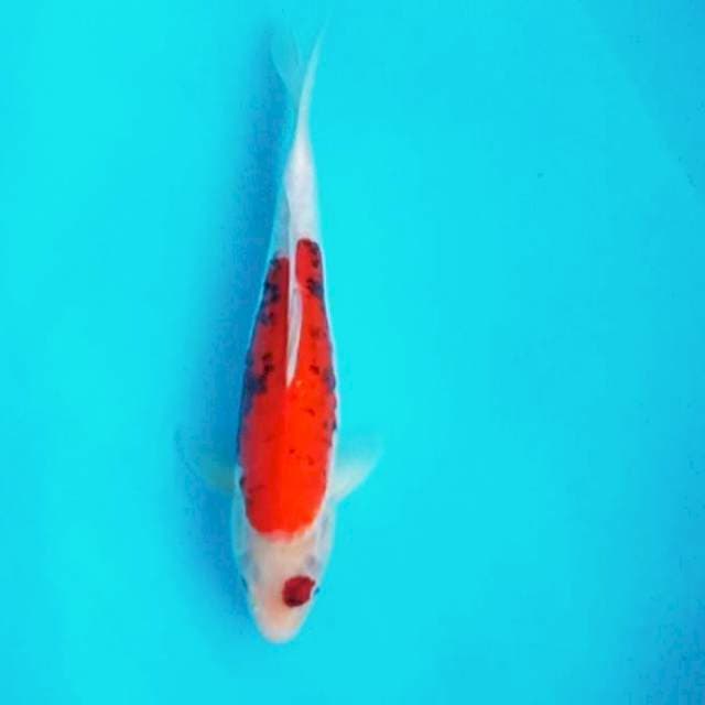 1. Beni Kumon || 35 cm