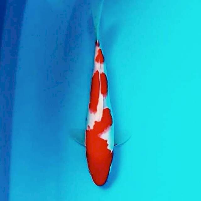 2. Kohaku Mantap || 29 cm