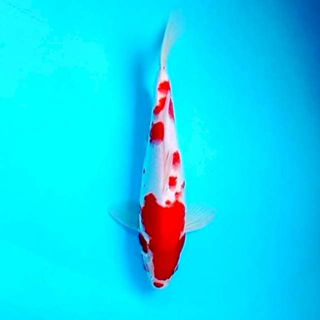 5. Kucibeni Kohaku || 27 cm