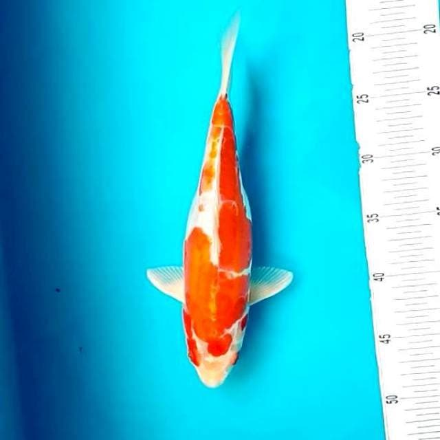 8. Doitsu Kohaku || 28 cm
