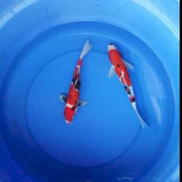 showa tategoi 25 n 27cm (2ekor)