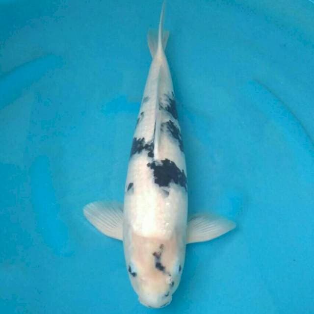 Okawa Jumbo Male Shiro