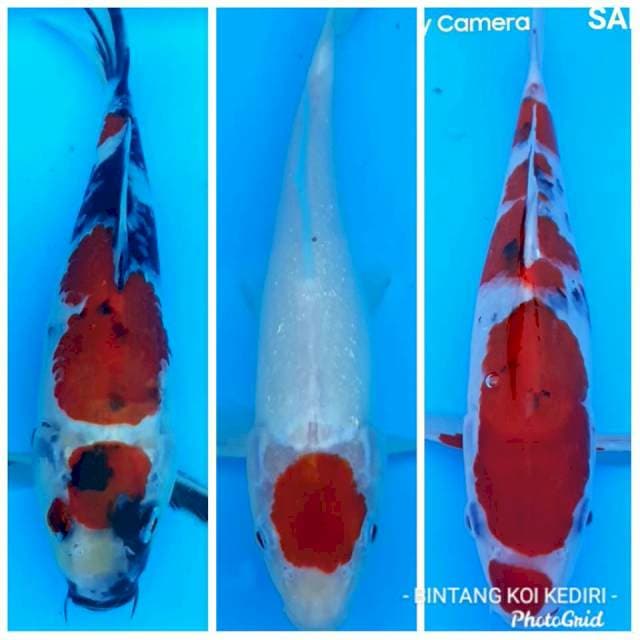 Showa,tancho kingrin,sanke 22-24