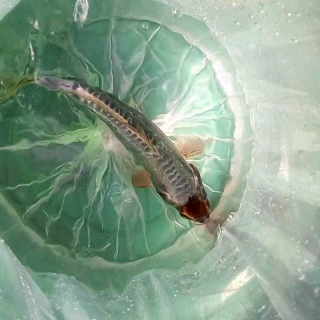 Tancho Doitsu Antik # 37cm Male