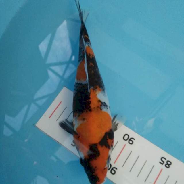 Showa*25cm