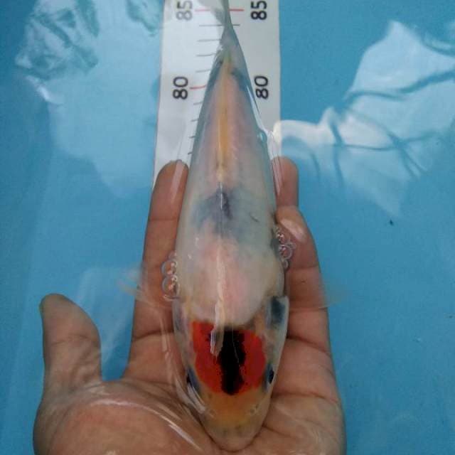 Tancho ori tategoi*23cm