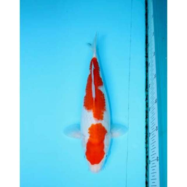 NIDAN KOHAKU 29 CM FEMALE