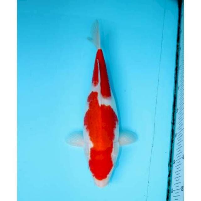 NIDAN KOHAKU 32 CM FEMALE
