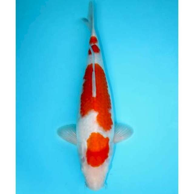 YODAN KOHAKU 32 CM FEMALE
