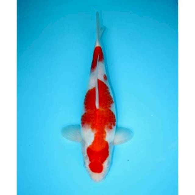 SANDAN KOHAKU 32 CM FEMALE