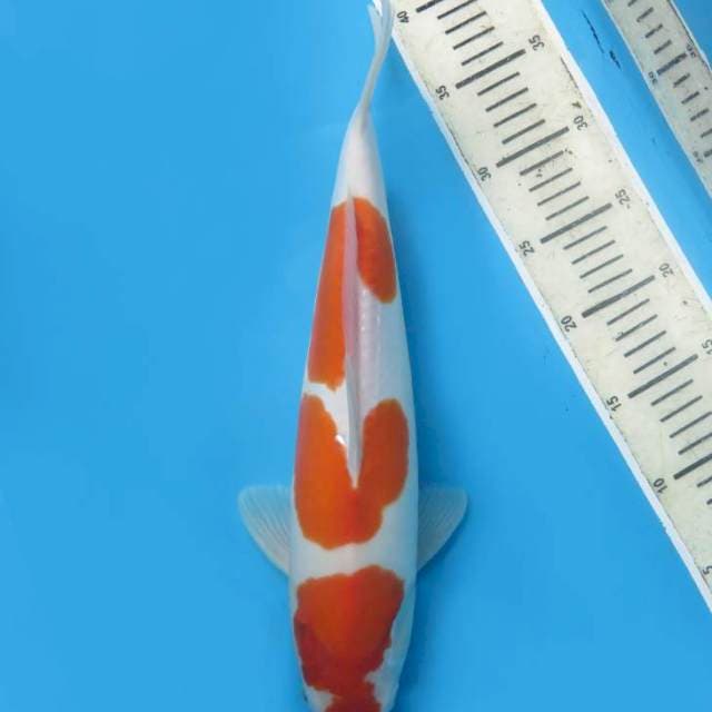 40cm , Sandan Kohaku Doitsu Murni ( original ) 