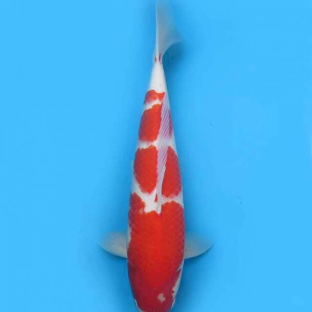 48cm , Kohaku Jumbo 