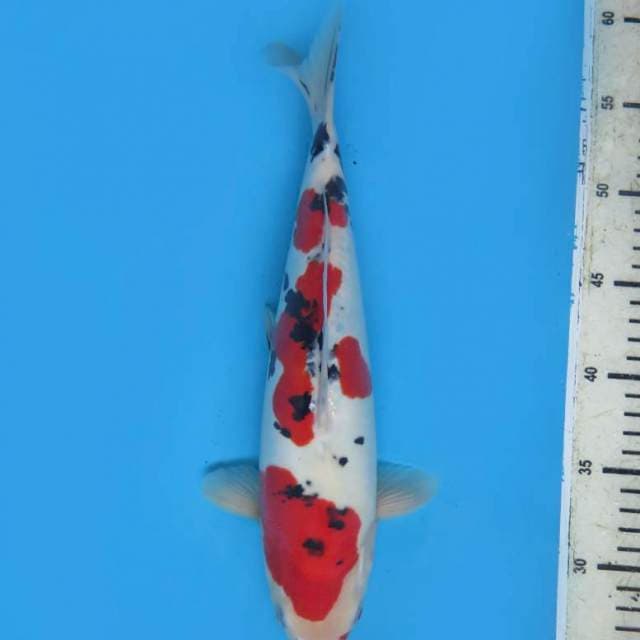 35cm , Sanke Doitsu Murni ( original pola )