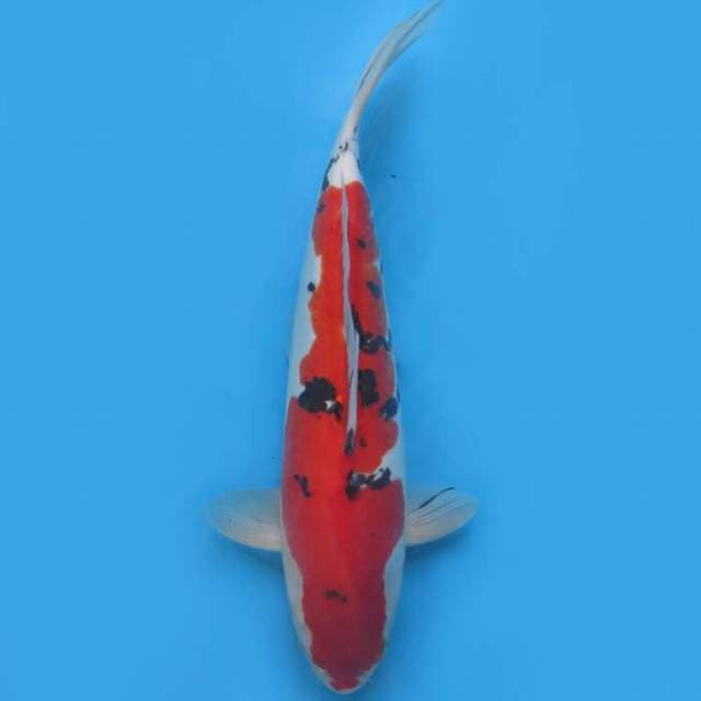 38cm , Sanke Doitsu Murni ( Tajam)