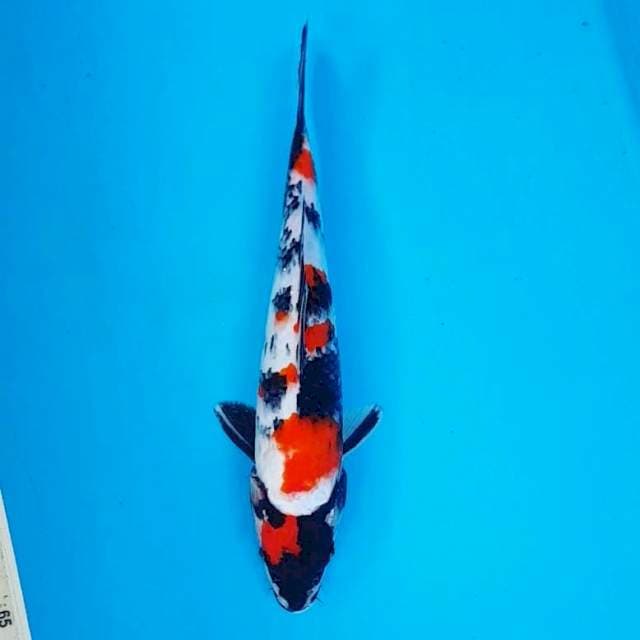 4 ~ MARUTEN SHOWA 32CM