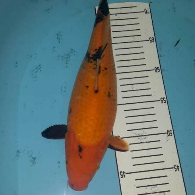 utsuri 33 cm