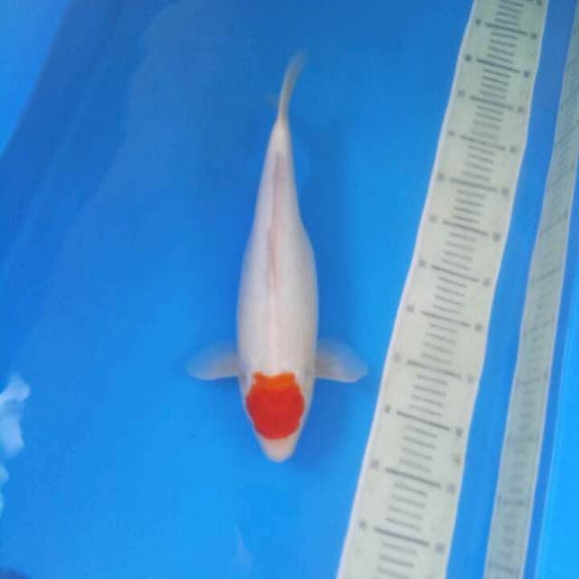 Tancho