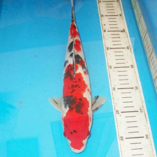 38cm F1 SANSHOKU