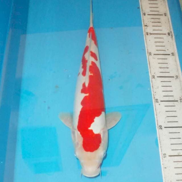 36cm F1 ABSTRAK KOHAKU
