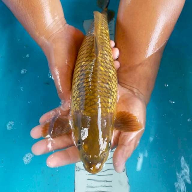 cagoi ginrin 38 cm