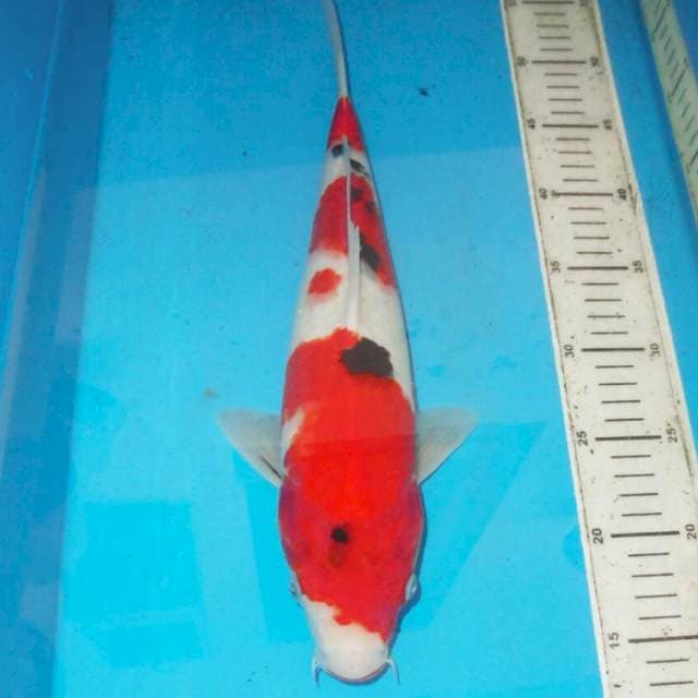 40cm F1 SANKE BAGUS