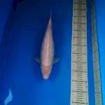 Shiromuji 42 cm 