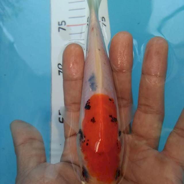Bemon*19cm