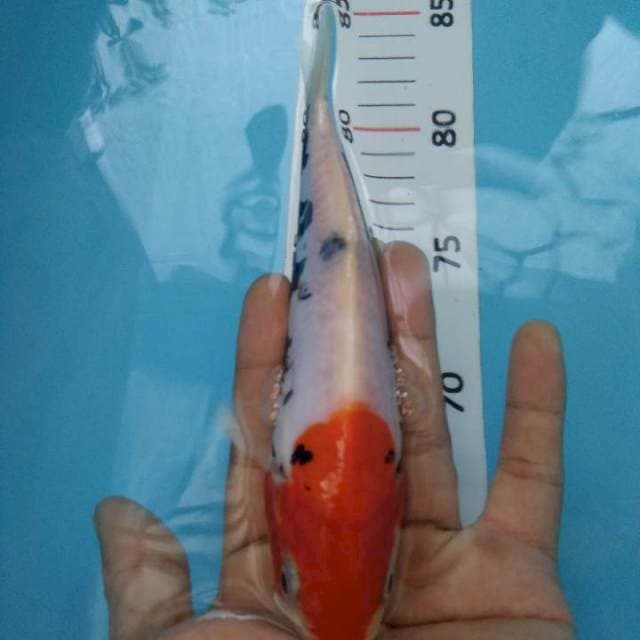Tancho bemon*19cm