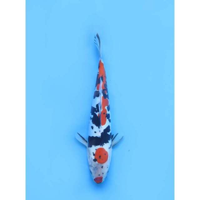 Unique Doitsu - 33cm