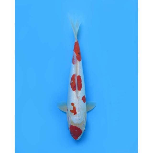 Maruten Benikumonryu - 35cm