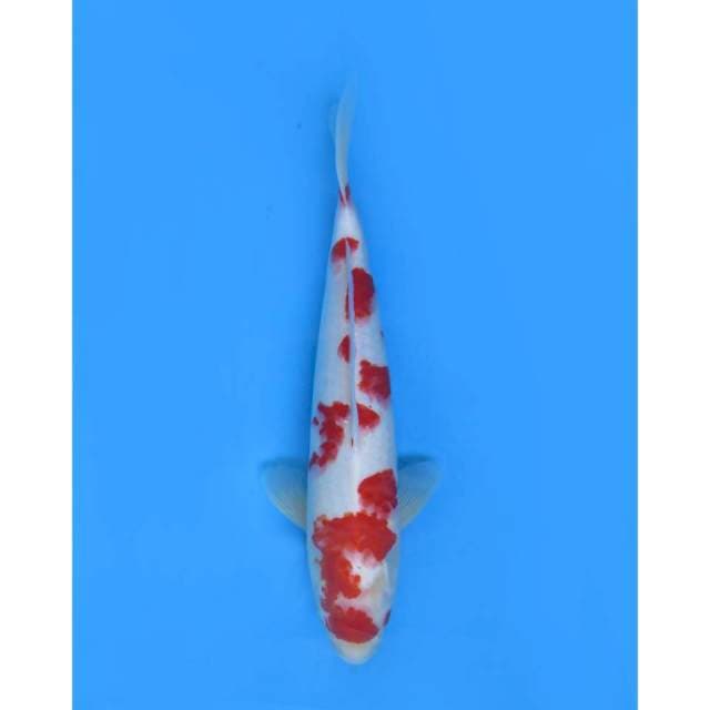 Sakura Kohaku - 37cm