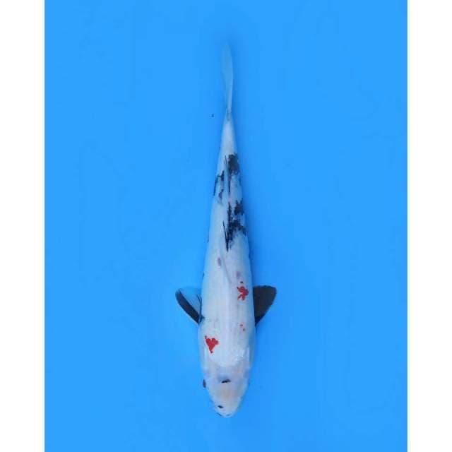 Kindai Showa - 39cm