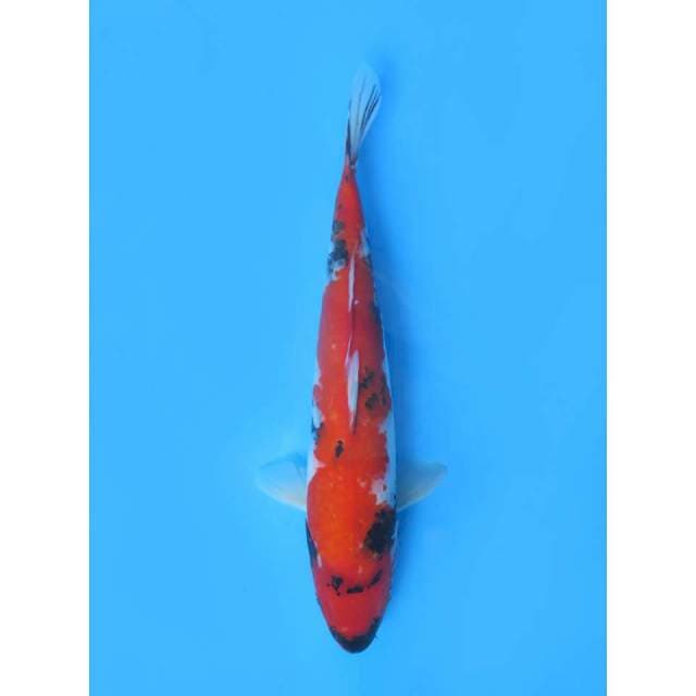 Hi Showa - 38cm