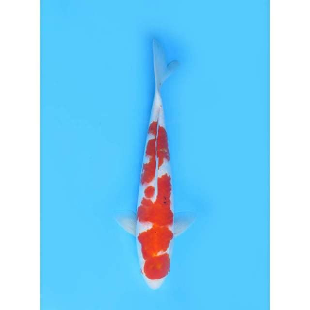 Sanke Tategoi F1 - 40cm