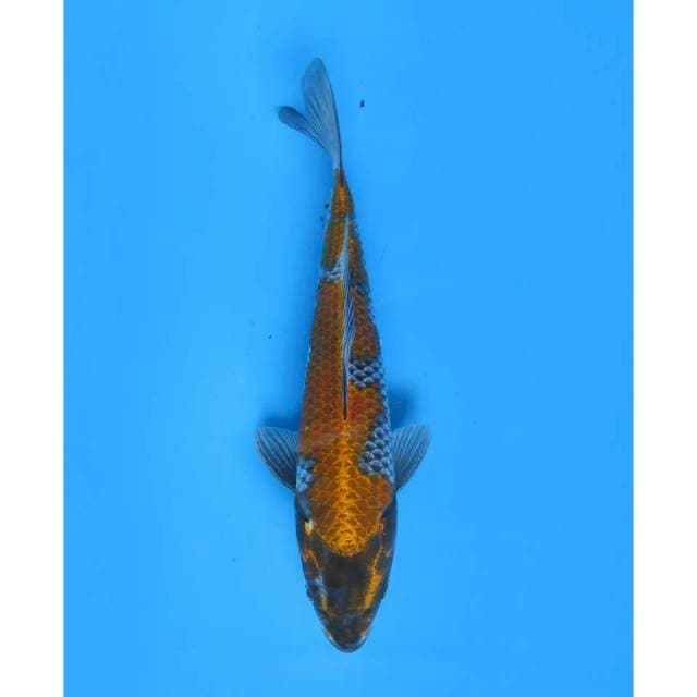 Koleksi Ochiba - 28cm