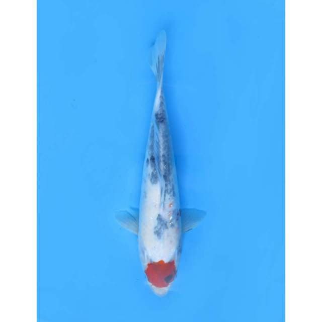 Tancho Showa - 35cm