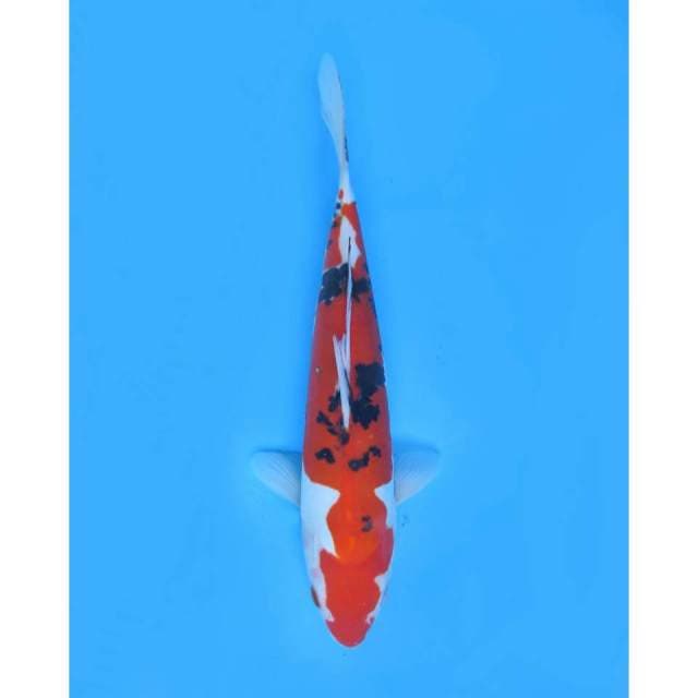 Sanke Doitsu Murni - 32cm