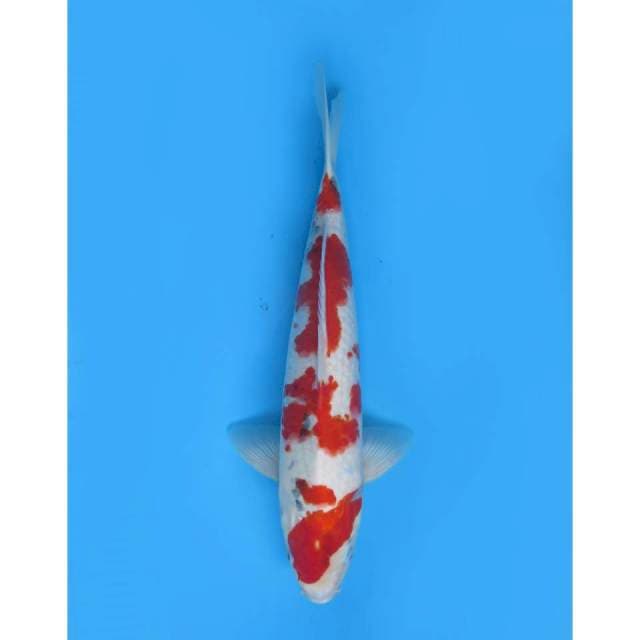 Kindai Showa Tategoi F1 - 46cm