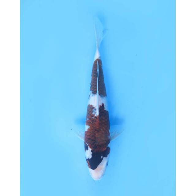 Goromo - 32cm